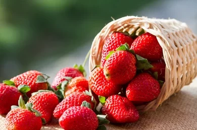 Cara Budidaya Buah Strawberry