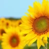 Cara Budidaya Tanaman Hias Bunga Matahari