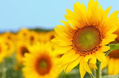 Cara Budidaya Tanaman Hias Bunga Matahari