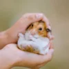 Tips Merawat Hamster dengan Baik