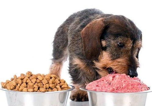 Anjing Tidak Mau Makan Rekomendasi Makanan Anjing yang Dapat Dicoba