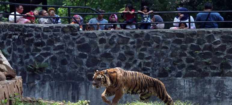 Harga Tiket Masuk dan Jam Buka Kebun Binatang Bandung Terbaru 2023