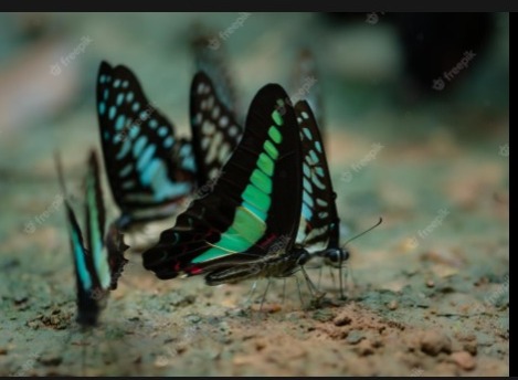 Fakta unik Kupu-kupu yang jarang diketahui