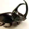 Asal usul nama Kumbang Badak