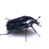 Cara memelihara Kumbang Tanduk