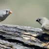 Suara Gacor, Tips Merawat Burung Emprit