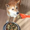 Cara Mengatasi Anjing Tidak Mau Makan, Jangan Abaikan!