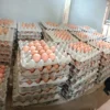 Pengusaha Bangkrut Harga Telur Semrawut Setiap Hari Naik Rp 1000