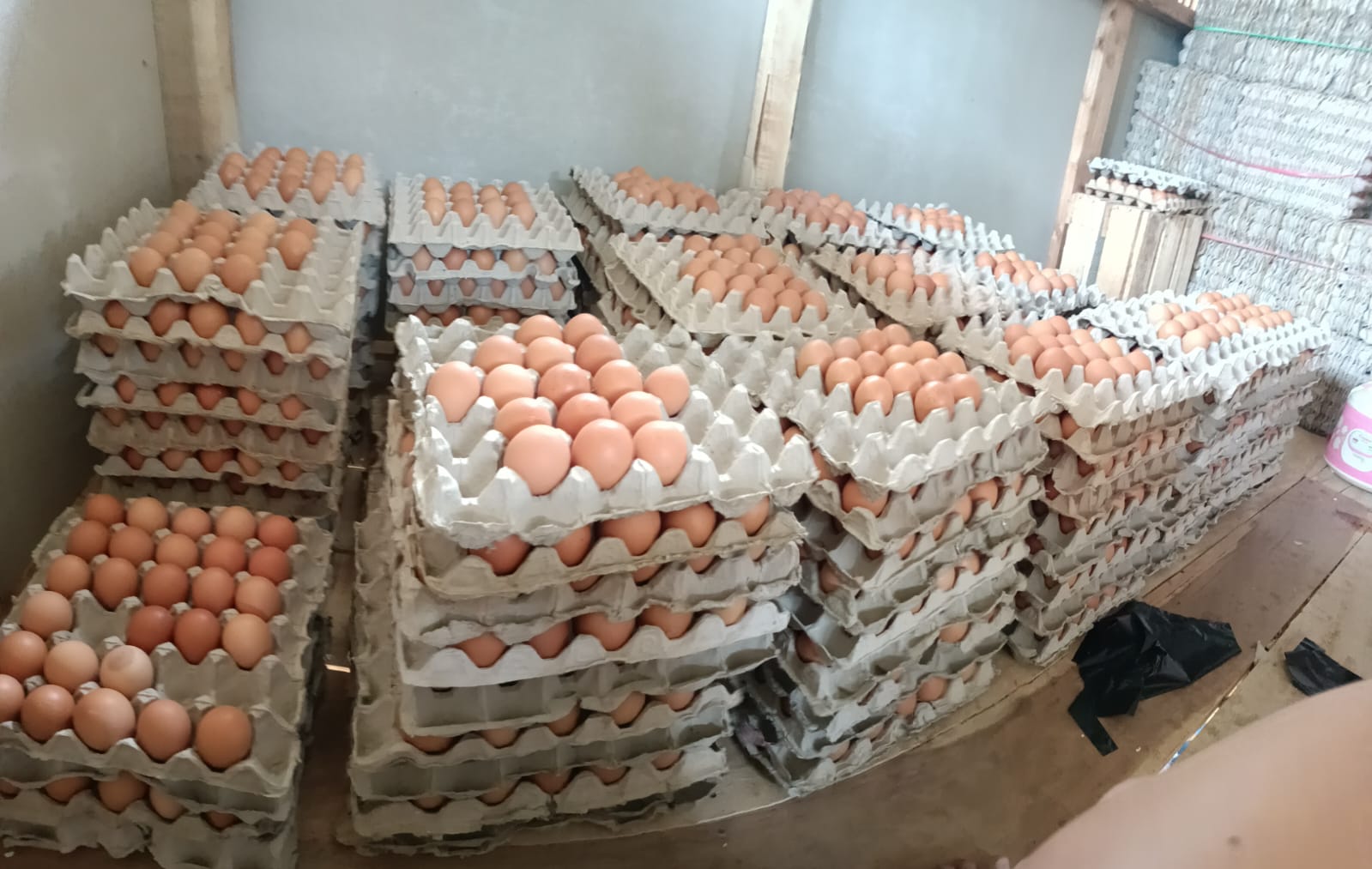 Pengusaha Bangkrut Harga Telur Semrawut Setiap Hari Naik Rp 1000