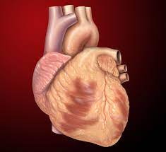 8 Langkah menjaga kesehatan jantung lansia