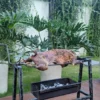 Sajikan Hidangan Spesial dari Kambing Guling Kang Cecep Catering Bandung di Acara Anda