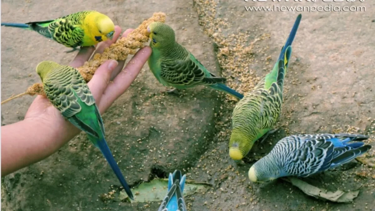 Makanan Burung Parkit Agar Cepat Bertelur