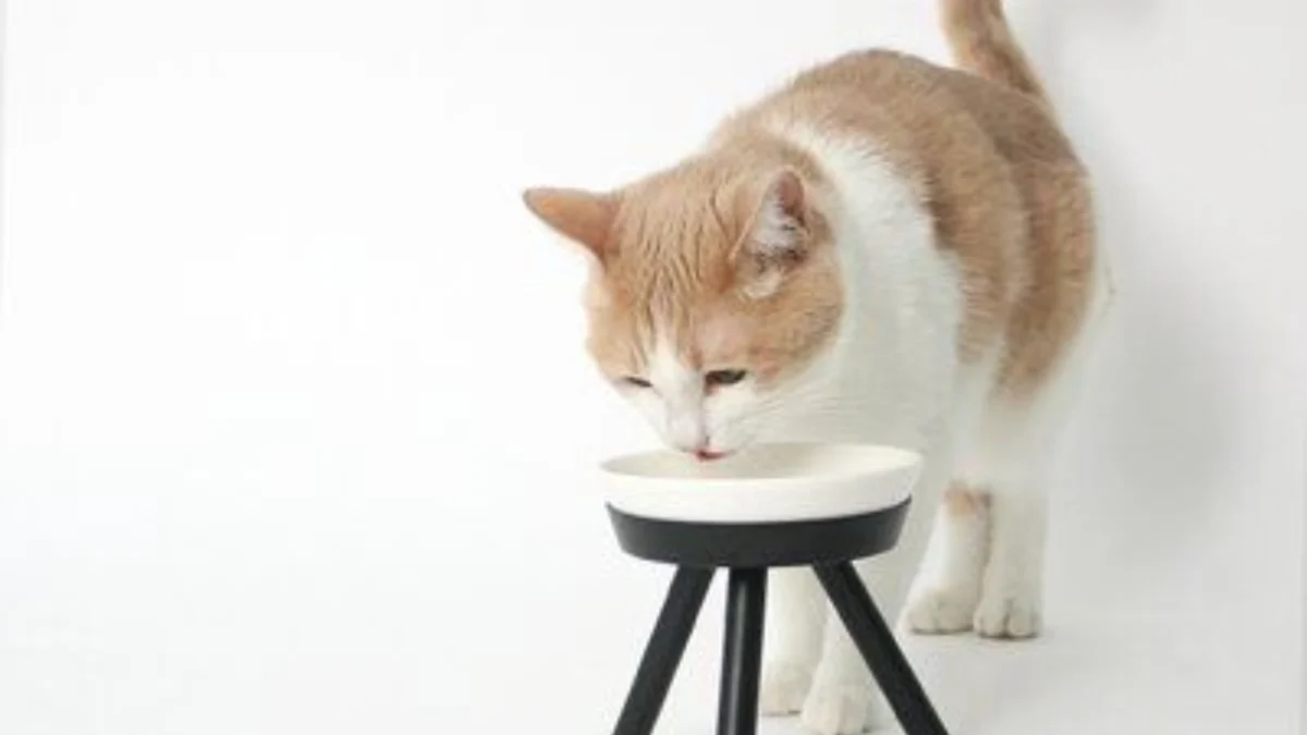 Resep Makanan Kucing Basah Bisa Dibuat di Rumah, Anabul Makin Sehat!