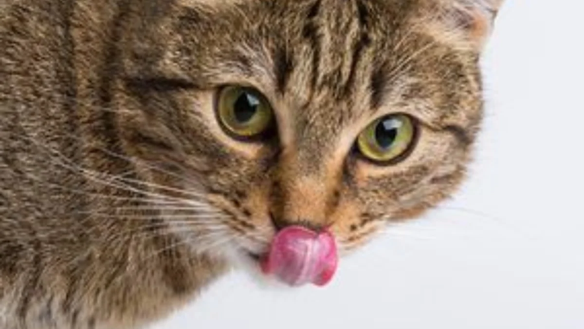 Panduan Tentang Cara Membuat Makanan Kucing di Rumah