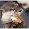 Otter Bisa Dipelihara atau Tidak? Ini Hal yang Harus Dipertimbangkan