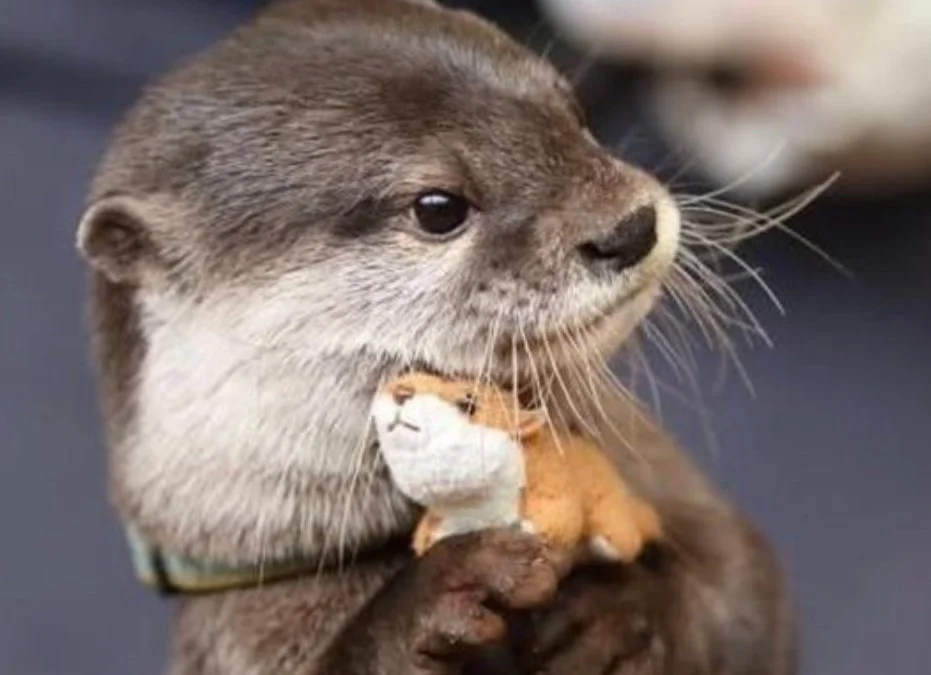 Otter Bisa Dipelihara atau Tidak? Ini Hal yang Harus Dipertimbangkan