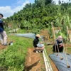 Petani Program Desa Digital Jadi Direktur Utama Pertanian Modern