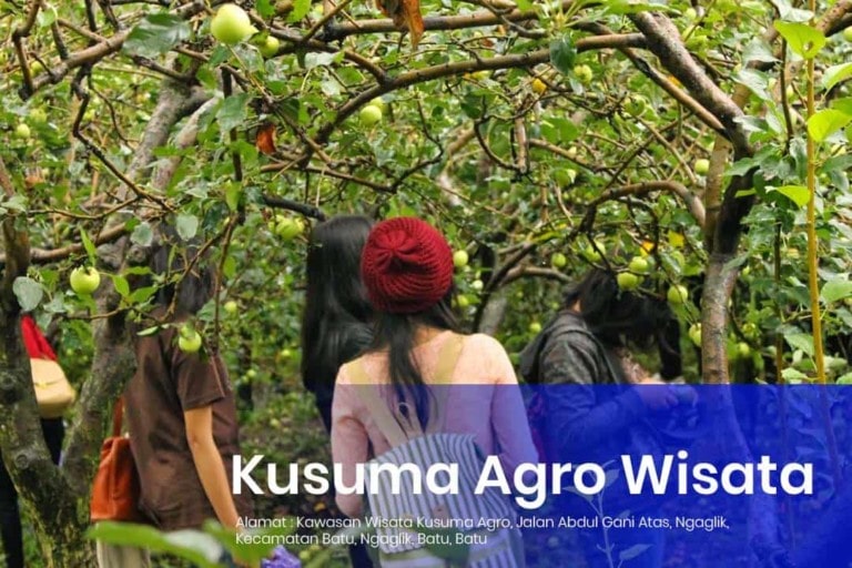 Serunya Bukan Main, Petik Buah Segar di Kusuma Agrowisata Kota Batu : Simak Juga Jam Buka dan Harga Tiket Masuknya