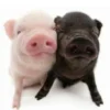 Perbedaan antara Babi dan Bagong Si Hitam Manis Vs Si Pink Gemoy