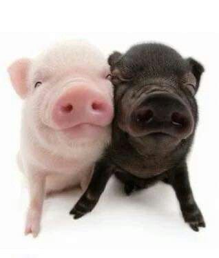 Perbedaan antara Babi dan Bagong Si Hitam Manis Vs Si Pink Gemoy