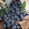 Buah Kecil Penuh Manfaat Blueberry Obat Masalah Kekebalan Tubuh yang Menurun