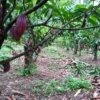 Wisata Agrowisata Keliling Kebun Coklat di Kaki Gunung Palasari Sumedang