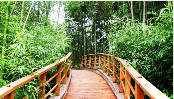 Eksplorasi Hutan Bambu Dan Jalan Setapak Di Alam Terbuka Sumedang.