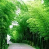 Eksplorasi Hutan Bambu dan Kebun Anggrek di Sumedang