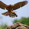 Jangan Ditangkap, Ternyata Inilah Daftar Burung Yang Dilindungi Di Indonesia, Yuk Simak Baik Baik!