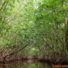 Ternyata Ini Fungsi Dari Hutan Mangrove Dekat Dengan Pantai Sumedang, Wisata Sumedang Viral 2023, Mirip Dengan Pantai Pangandaran?