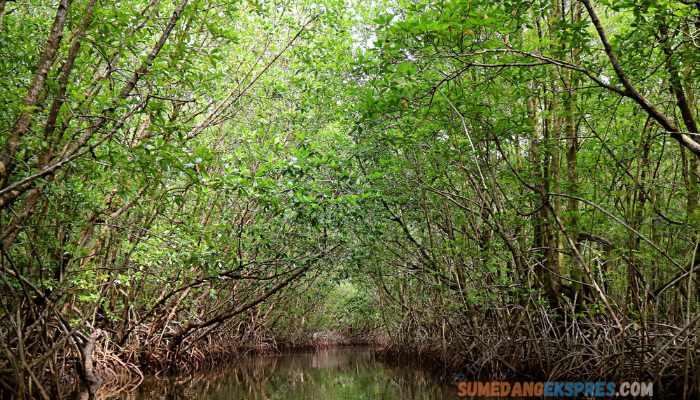 Ternyata Ini Fungsi Dari Hutan Mangrove Dekat Dengan Pantai Sumedang, Wisata Sumedang Viral 2023, Mirip Dengan Pantai Pangandaran?