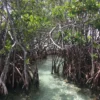 Menyusuri Keunikan Hutan Mangrove dan Ekosistemnya, Wisata di Sumedang Juga Tak Kalah Menarik Lhoo!