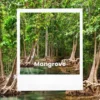 Harmonisnya Sumedang Jika Memiliki Mangrove dan Ekosistemnya