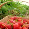 Kalian Panasaran Dengan Keunikan 3 Kebun Strawberry Di Bandung?