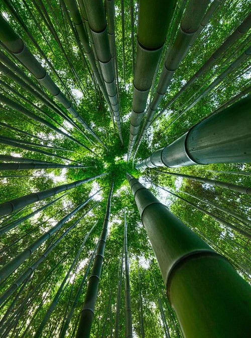 Menikmati Keindahan dan Keunikan Hutan Bambu dan Lembah di Sumedang