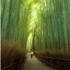 Eksplorasi Hutan Bambu di Sumedang Cocok untuk Foto Prewedding Apalagi Untuk Healing