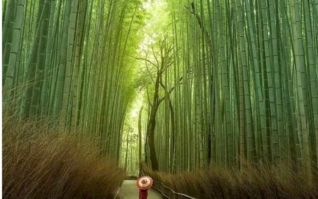 Eksplorasi Hutan Bambu di Sumedang Cocok untuk Foto Prewedding Apalagi Untuk Healing