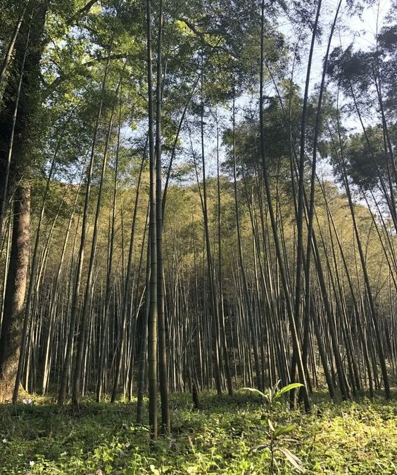 Eksplorasi Hutan Bambu dan Jalan Setapak di Alam Terbuka Sumedang: Membebaskan Jiwa Petualang
