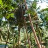 Kebun Kelapa Yang Memiliki Luas Puluhan Hektar di Sumedang Ini Menjadi Salah Satu Wisata Unik Sumedang, Jawa Barat