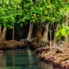Menyusuri Keunikan Hutan Mangrove dan Ekosistemnya, Kenapa di Waduk Jatigede Sumedang Tidak Ada?
