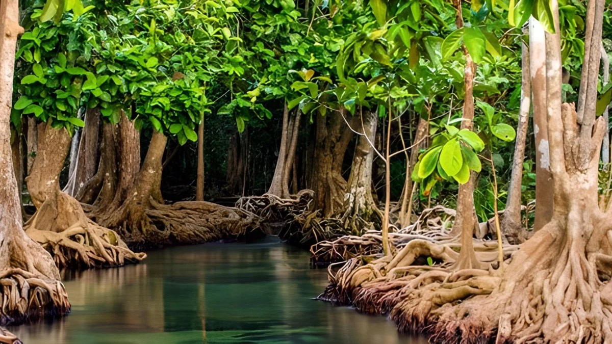 Menyusuri Keunikan Hutan Mangrove dan Ekosistemnya, Kenapa di Waduk Jatigede Sumedang Tidak Ada?