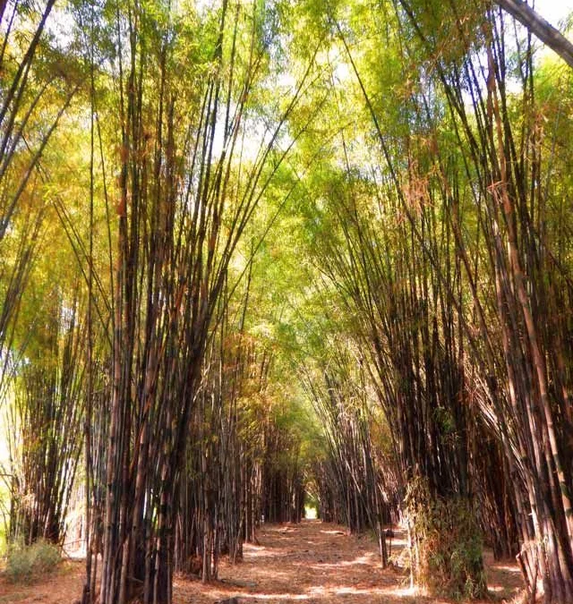 Hutan Bambu Sumedang Kekayaan Alam yang Perlu Dijaga