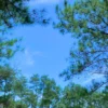Hutan Pinus Sawangan Depok: Ruang Keindahan Outdoor Kesejukan Tiada Tara