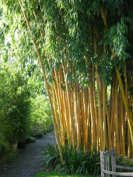Hutan Bambu Sumedang Keajaiban Alam yang Melindungi dan Menyeimbangkan