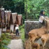 Penginapan Terdekat dan Wisata Edukasi Kebun Binatang Pertama di Sumedang! Keren Banget!