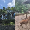 Memang Spot Terbaik! Inilah Penginapan + Wisata Edukasi Kebun Binatang di Sumedang!