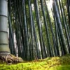 Keindahan dan Manfaat Hutan Bambu di Sumedang