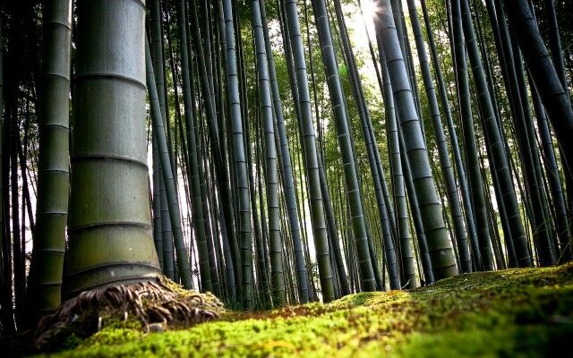 Keindahan dan Manfaat Hutan Bambu di Sumedang