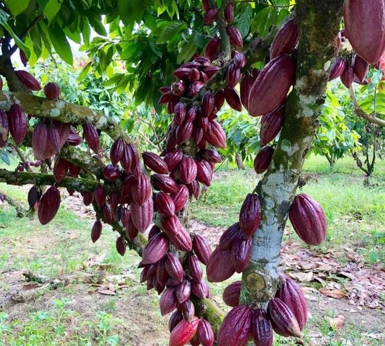 Menikmati Agrowisata Kelezatan Kebun Coklat Sumedang