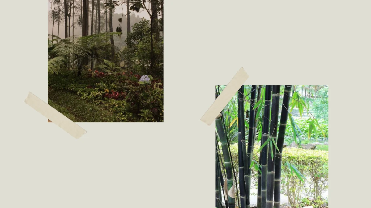Hutan Bambu dan Kebun Anggrek di Tanjung Medar, Sumedang